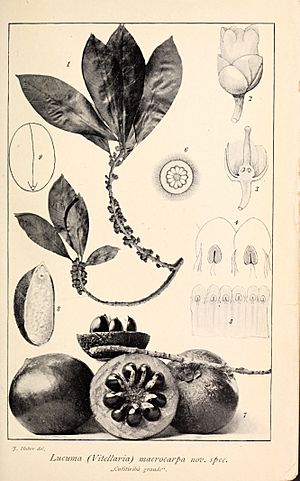Boletim do Museu Paraense de Historia Natural e Ethnographia (Museu Goeldi) (1902) (20378440292).jpg