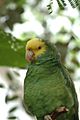 Buberel green parrot