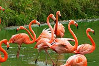 Caribbean flamingo