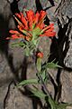 Castilleja hispida 5187