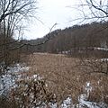 Center Branch Wildlife Management Area - Wetlands in Winter-square