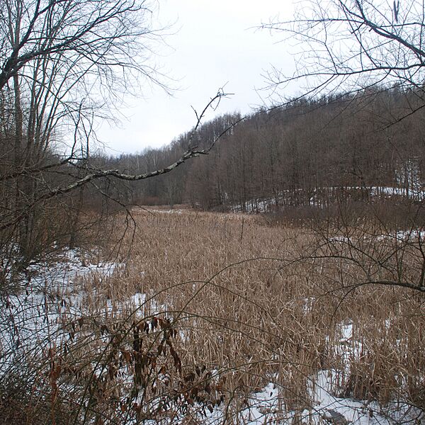 Center Branch Wildlife Management Area - Wetlands in Winter-square