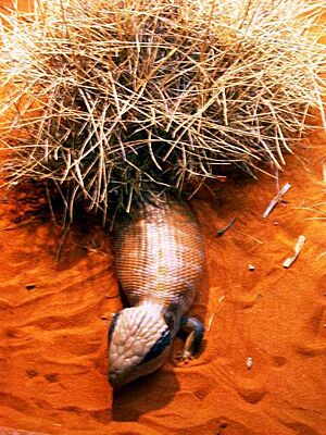 Centralian blue-tongued skink. Near Uluru, NT. 2005