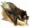 Chalinolobus gouldi-Cayley