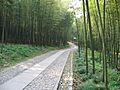 China Hangzhou Bamboo Lined Path at Yunqi