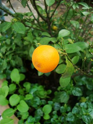 Citrus japonica (6)