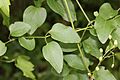 Clematis terniflora (leaf)