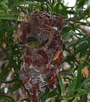 Collared Sunbird (Hedydipna collaris) female on nest ... (30429792623)