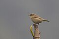 Common Chiffchaff Khangchendzonga National Park West Sikkim India 30.03.2016