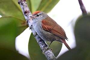 Cranioleuca demissa - Tepui Spinetail; Mount Roraima, Venezuela.jpg