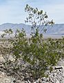Creosote-bush Larrea tridentata