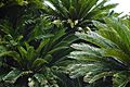 Cycads