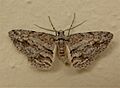 Didymoctenia exsuperata