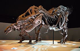 Dinosaur Exhibit at Houston Museum of Natural Science - Dec 2013