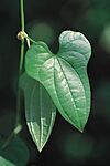 Dioscorea polystachya UGA2307129.jpg