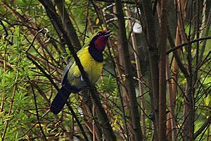 Dohertysbushshrike.jpg