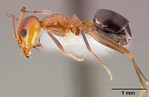 Dorymyrmex bicolor casent0005318 profile 1.jpg