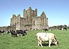 Dunbrody Abbey SE and Young Bulls 1997 08 27.jpg
