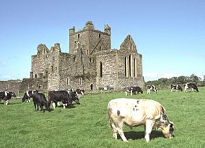 Dunbrody Abbey SE and Young Bulls 1997 08 27