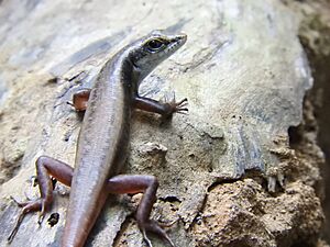 Dussumier's Litter Skink