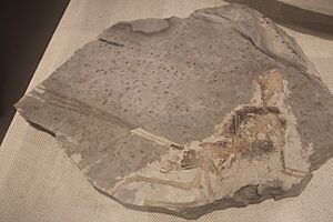 Holotype