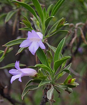 Eremophila freelingii flowers.jpg