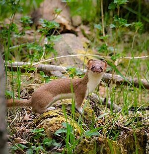 Ermine- Bacon Fiend (14083889879)