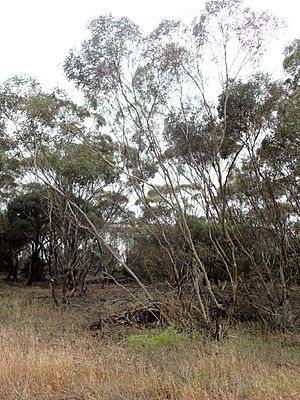 Eucalyptus leptocalyx (2).jpg