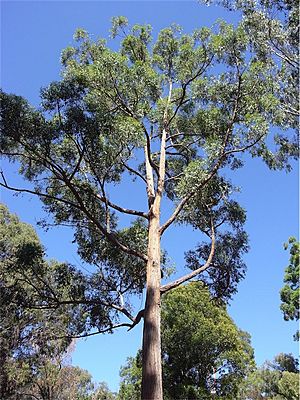 Eucalyptus tindaliae.jpg