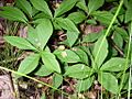 Euonymus obovatus