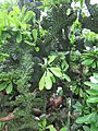 Euphorbia neriifolia Hong Kong