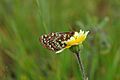 Euphydryas editha bayensis