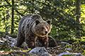 Eurasian brown bear (Ursus arctos arctos) female 1