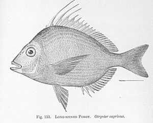 FMIB 51470 Long-Spined Porgy Otrynter caprinus