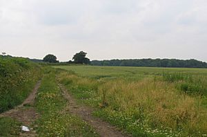 Fields and Woods - geograph.org.uk - 193678.jpg