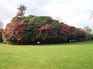 Flora's Green rhododendron tree