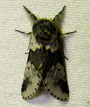 Furcula borealis – White Furcula Moth.jpg