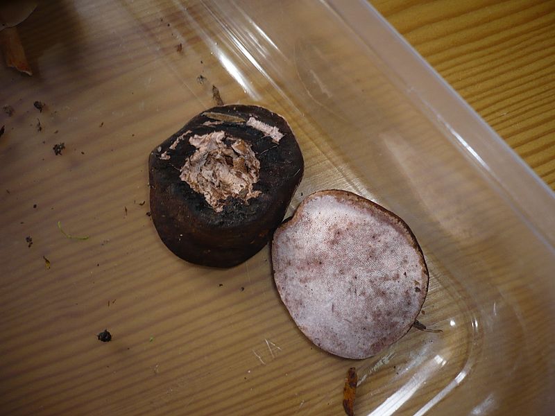 Genea hispidula 40613