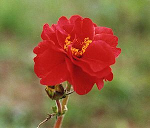Geum chiloense 'Mrs Bradshaw'.jpg