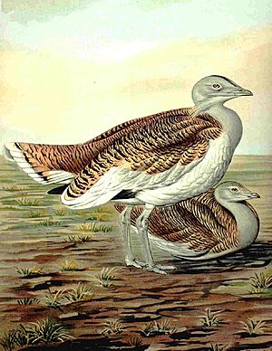 Greatbustard
