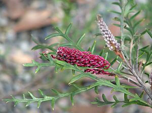 Grevillea Simply Sarah