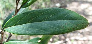 Grevillea victoriae subsp. victoriae leaf upper