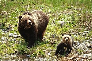 Grizzly Bear sow and cub in Shoshone National Forest