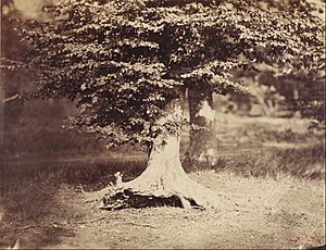 Gustave Le Gray (French - The Beech Tree - Google Art Project
