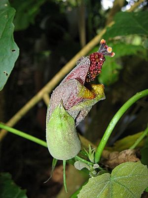 Hibiscadelphus giffardianus flower