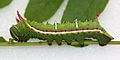 Honey Locust Moth larva, Megan McCarty138