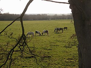 Horses on Port Meadow (2226797161)