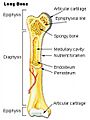 Illu long bone