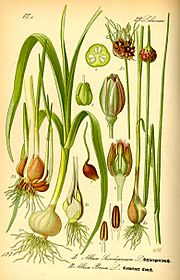 Illustration Allium scorodoprasum and Allium porrum0.jpg