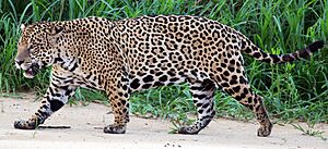 Jaguar (Panthera onca palustris) male Three Brothers River (cropped) cropped